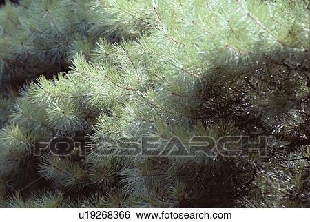 Pine Branches With Needles View Large Photo Image Stock Photograph - Pine Branches With Needles. Fotosearch