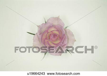 Pink Rose View Large Photo Image Stock Image - Pink Rose. Fotosearch