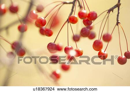 Picture - Red Fruit. Fotosearch