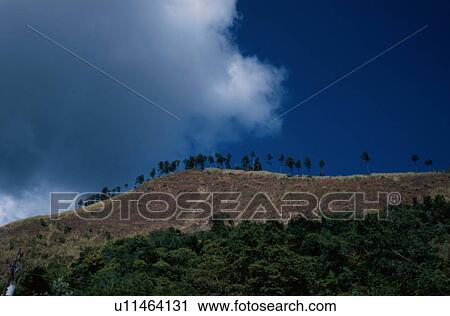 Stock Image - Row Of Trees On Hilltop. Fotosearch