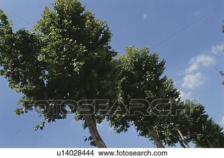 Picture - Row Of Trees. Fotosearch