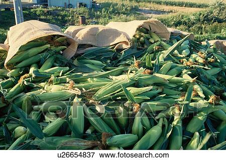 Sacks Of Corn Kernels View Large Photo Image Stock Photo - Sacks Of Corn Kernels. Fotosearch