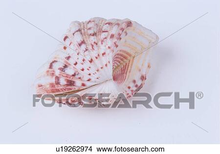 Seashell View Large Photo Image Picture - Seashell. Fotosearch