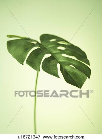 Single Leaf View Large Photo Image Stock Photo - Single Leaf. Fotosearch
