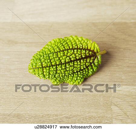 Single Leaf View Large Photo Image Stock Photo - Single Leaf. Fotosearch
