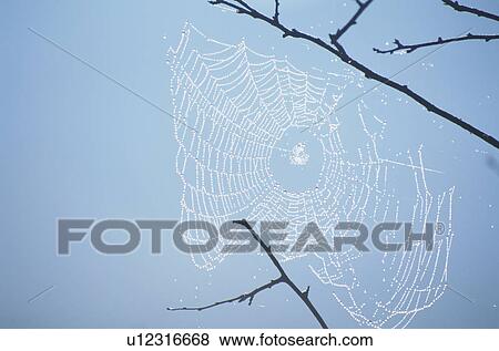 Spider Web View Large Photo Image Stock Photo - Spider Web. Fotosearch