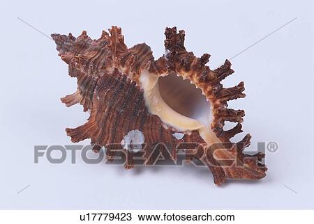 Spiked Murex Shell View Large Photo Image Stock Image - Spiked Murex Shell. Fotosearch