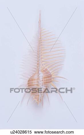 Spiked Murex Shell View Large Photo Image Stock Photography - Spiked Murex Shell. Fotosearch