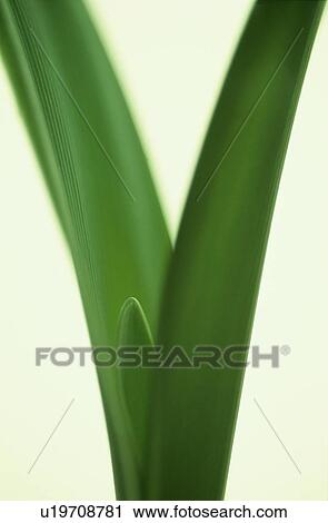 Stem Of Calla Lily View Large Photo Image Stock Image - Stem Of Calla Lily. Fotosearch