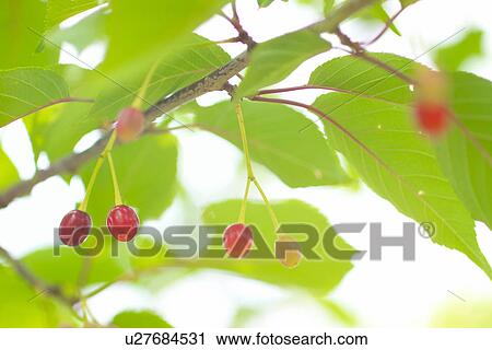 The Fruit Of A Cherry Tree View Large Photo Image Stock Image - The Fruit Of A Cherry Tree. Fotosearch
