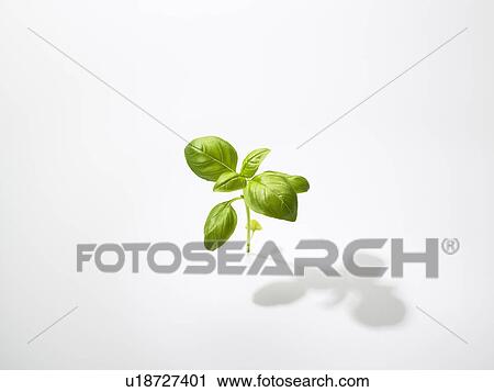 Stock Image - The Leaf Of Basil. Fotosearch