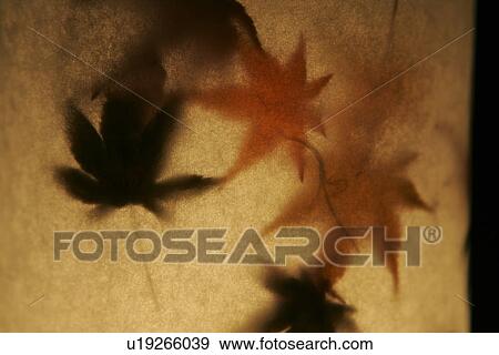 Stock Photo - The Silhouette Of The Lit-Up Autumn Leaves. Fotosearch