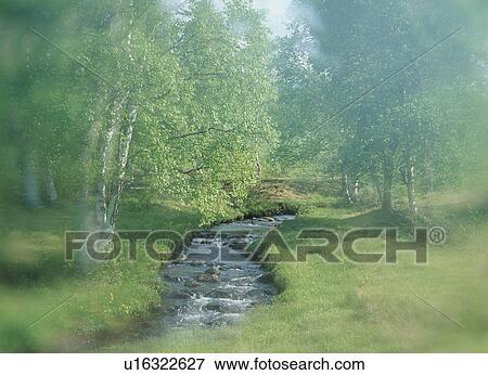 Trees By River View Large Photo Image Stock Photo - Trees By River. Fotosearch