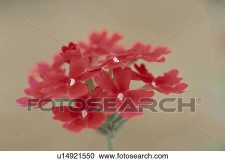 Verbena View Large Photo Image Stock Image - Verbena. Fotosearch