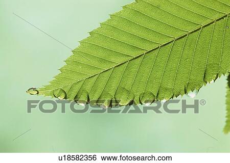 Water Droplets On Leaf View Large Photo Image Stock Photograph - Water Droplets On Leaf. Fotosearch