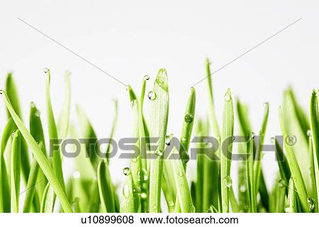 Stock Photo - Water droplets on wheatgrass (close-up). Fotosearch