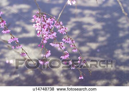 Weeping Cherry Tree View Large Photo Image Stock Photo - Weeping Cherry Tree. Fotosearch