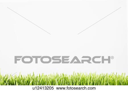 Stock Photography - Wheatgrass. Fotosearch