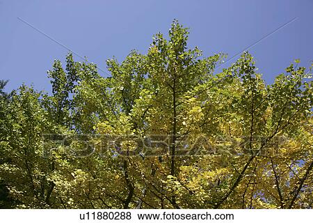 Yellow Leaves And A Blue Sky View Large Photo Image Stock Photo - Yellow Leaves And A Blue Sky. Fotosearch