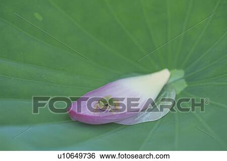 Stock Photograph - A Lotus And A Tree Toad. Fotosearch