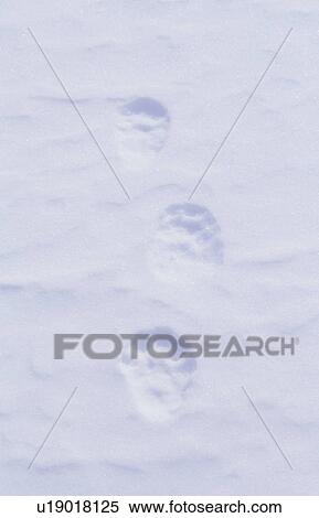 Animal Tracks In Snow View Large Photo Image Stock Photography - Animal Tracks In Snow. Fotosearch