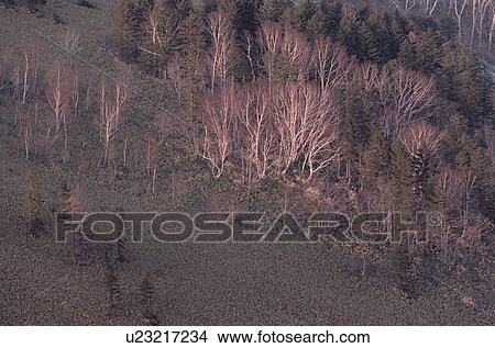 Bare Trees On Hill View Large Photo Image Picture - Bare Trees On Hill. Fotosearch