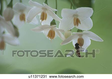 Stock Image - Bee On Flower. Fotosearch