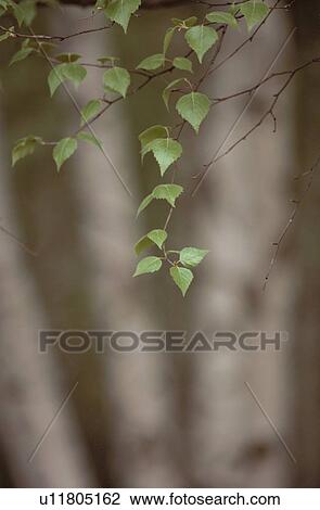 Stock Image - Birch Branch With Leaves. Fotosearch