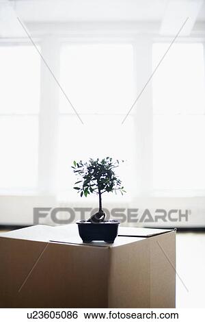 Bonsai tree on cardboard box View Large Photo Image Stock Photograph - Bonsai tree on cardboard box. Fotosearch