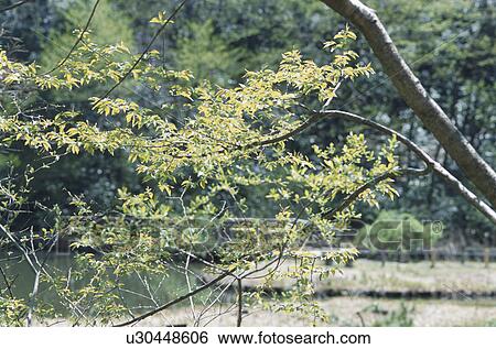 Stock Photograph - Branch. Fotosearch