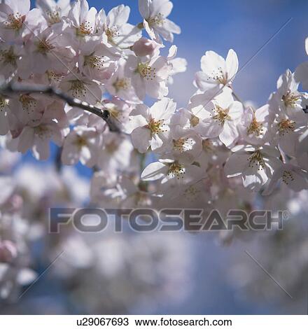 Cherry Blossom On Branch View Large Photo Image Stock Image - Cherry Blossom On Branch. Fotosearch