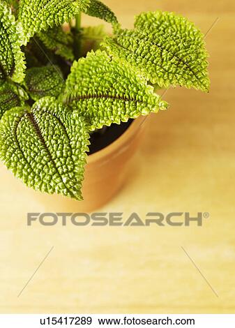 Stock Photo - Close-up of Houseplant. Fotosearch