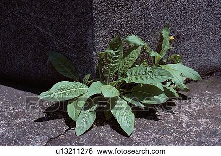 Stock Photograph - Dandelion On Asphalt. Fotosearch