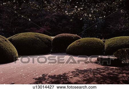Egg Shaped Bushes In Garden View Large Photo Image Stock Photo - Egg Shaped Bushes In Garden. Fotosearch