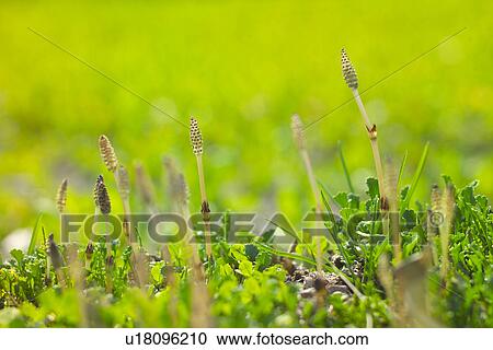 Stock Image - Field Horsetail. Fotosearch