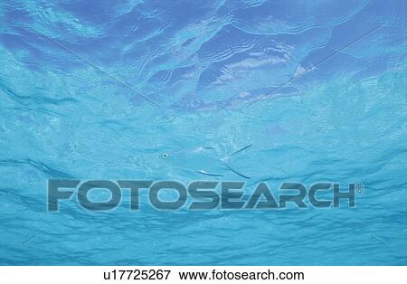 Fish View Large Photo Image Stock Photo - Fish. Fotosearch