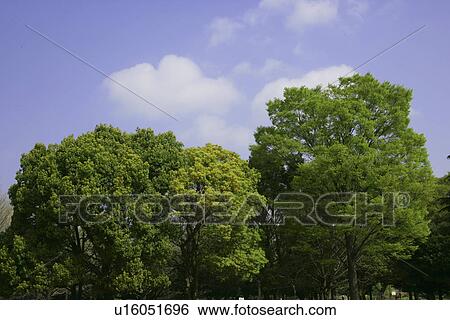 Stock Photograph - Fresh Green And A Blue Sky. Fotosearch