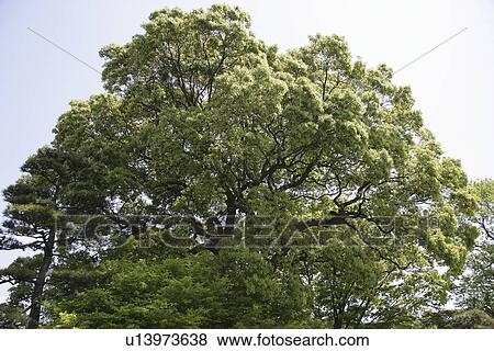 Fresh Green View Large Photo Image Stock Photo - Fresh Green. Fotosearch