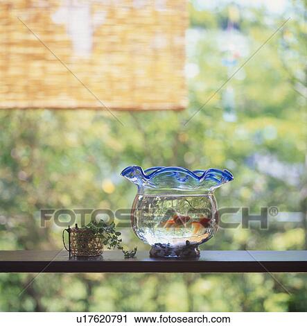 Goldfish Bowl View Large Photo Image Stock Image - Goldfish Bowl. Fotosearch