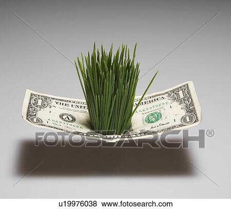 Grass Growing Through One Dollar Bill View Large Photo Image Stock Photo - Grass Growing Through One Dollar Bill. Fotosearch
