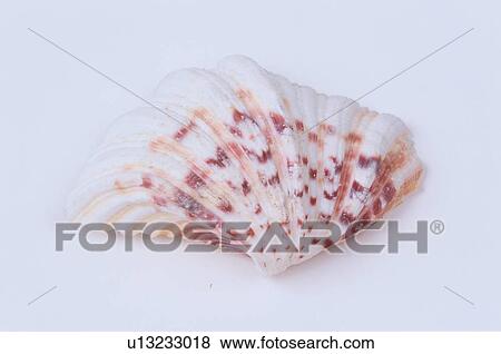 Half Of Seashell View Large Photo Image Stock Photo - Half Of Seashell. Fotosearch