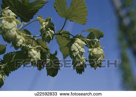 Hops View Large Photo Image Stock Image - Hops. Fotosearch