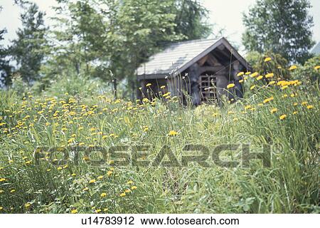 House And Yellow Flowers View Large Photo Image Stock Image - House And Yellow Flowers. Fotosearch