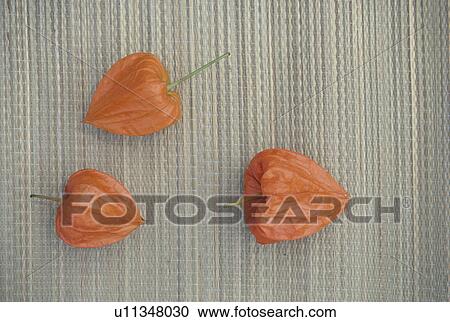 Japanese Lantern Plant View Large Photo Image Stock Image - Japanese Lantern Plant. Fotosearch