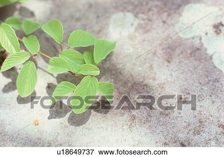 Leafy Branch Near Sand View Large Photo Image Stock Photo - Leafy Branch Near Sand. Fotosearch