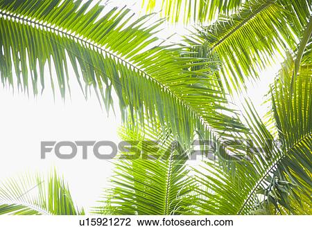 Leaves On A Palm Tree View Large Photo Image Stock Image - Leaves On A Palm Tree. Fotosearch