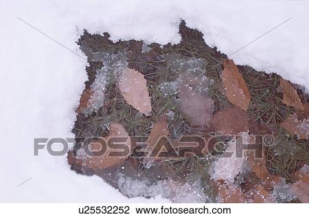 Leaves On Icy Grasses View Large Photo Image Stock Image - Leaves On Icy Grasses. Fotosearch