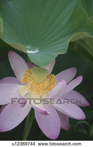 Lotus Flower View Large Photo Image Picture - Lotus Flower. Fotosearch
