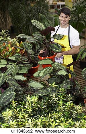 Male florist surrounded by potted plants View Large Photo Image Stock Image - Male florist surrounded by potted plants. Fotosearch