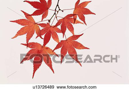 Maple Leaves On Branch View Large Photo Image Stock Photo - Maple Leaves On Branch. Fotosearch